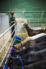 Женщина кормит небольшое стадо коз — стоковое фото