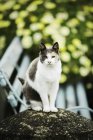 Katze sitzt auf Bank bei blühenden Pflanzen — Stockfoto