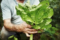 Gardener holding up lettuce — Stock Photo