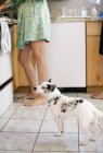 Босоногая женщина и белая собака — стоковое фото