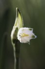 Snowdrop white flower — Stock Photo