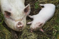 Cerdos tendidos sobre heno en una granja . - foto de stock