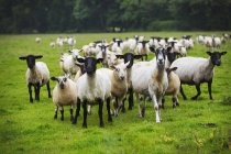 Стадо овец на поле — стоковое фото