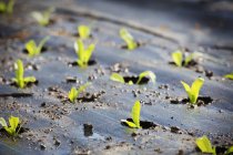Kleine Pflanzen in die Erde gepflanzt — Stockfoto