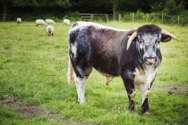 Inglês longhorn cattle — Fotografia de Stock
