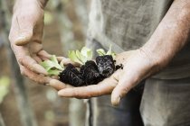 Person holding seedlings — Stock Photo