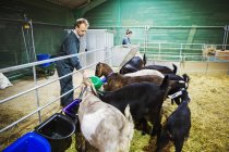 Женщина и мужчина кормят коз — стоковое фото