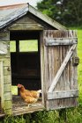 Galinha em pé no galinheiro — Fotografia de Stock
