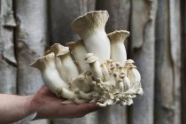 Homme tenant des champignons fraîchement récoltés — Photo de stock