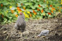 Zwei erwachsene Hühner und ein Küken — Stockfoto