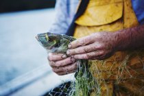 Fisherman with fresh caught fish — Stock Photo
