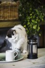 Katze auf einem Gartentisch — Stockfoto
