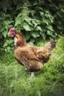 Brown free range chicken — Stock Photo