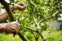 Gardener pruning fruit trees — Stock Photo