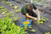 Woman picking yellow courgette flowers — Stock Photo