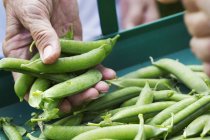Hands holding handful of pea pods — Stock Photo