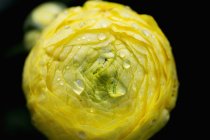 Flor de ranúnculo amarillo - foto de stock