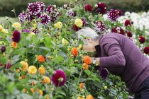 Femme travaillant dans la pépinière de fleurs biologiques — Photo de stock