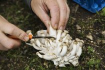 Людина, збирання грибів Shimeji — стокове фото