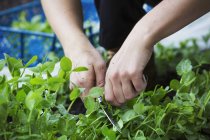 Женщина собирает листья зеленого салата — стоковое фото