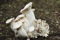 White mushrooms growing in garden — Stock Photo