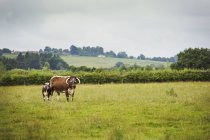 Английский лонгхорн с теленком — стоковое фото
