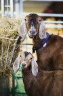 Две козы в стойле — стоковое фото