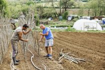 Мужчины, работающие в огороде — стоковое фото