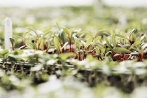 Micro-feuilles et plantules en croissance — Photo de stock