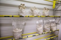 Bags of white mushrooms — Stock Photo