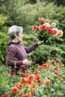 Frau schneidet Blumen — Stockfoto