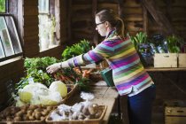 Woman handling organic produce — Stock Photo