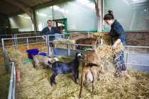 Uomo e donna in una stalla con capre — Foto stock