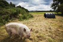 Свинья в свободном диапазоне — стоковое фото