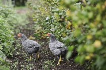 Zwei schwarze und weiße Sussex-Hühner — Stockfoto