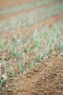 Onion plants in the soil — Stock Photo