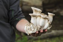 Man holding freshly harvested mushrooms — Stock Photo