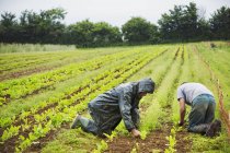 Les hommes agenouillés dans les champs tendant des plantes — Photo de stock