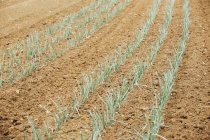Onion plants in the soil — Stock Photo