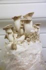 Bag of white mushrooms — Stock Photo