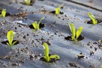 Small plants planted out in the soil — Stock Photo