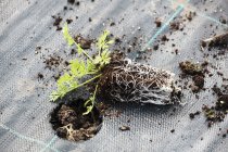 Tampão de planta, pequena planta cultivada de sementes — Fotografia de Stock