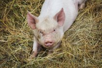 Schwein liegt auf Heu auf Bauernhof. — Stockfoto
