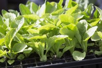 Tray of plant seedlings — Stock Photo