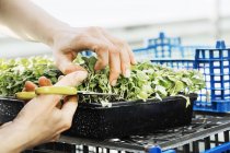 Frau schneidet Salatblätter — Stockfoto