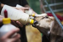 Коз кормят из бутылок — стоковое фото