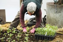 Woman bending planting seedling — Stock Photo