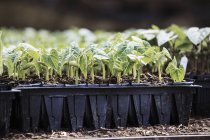 Bohnenpflanzen in Töpfen — Stockfoto
