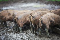 Porcos em um campo lamacento — Fotografia de Stock