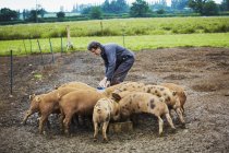 Mulher enchendo cocho de alimentação para porcos — Fotografia de Stock